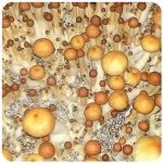 Псилоцибиновые (галлюциногенные)  грибы Psilocybin "Golden Teacher" в Кимовске
